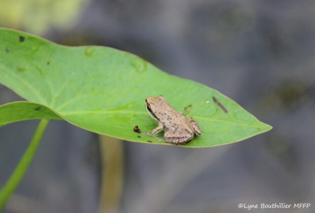 A project to help Western chorus frog populations