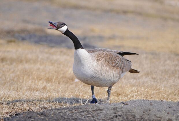 How do you deter geese from your yard?