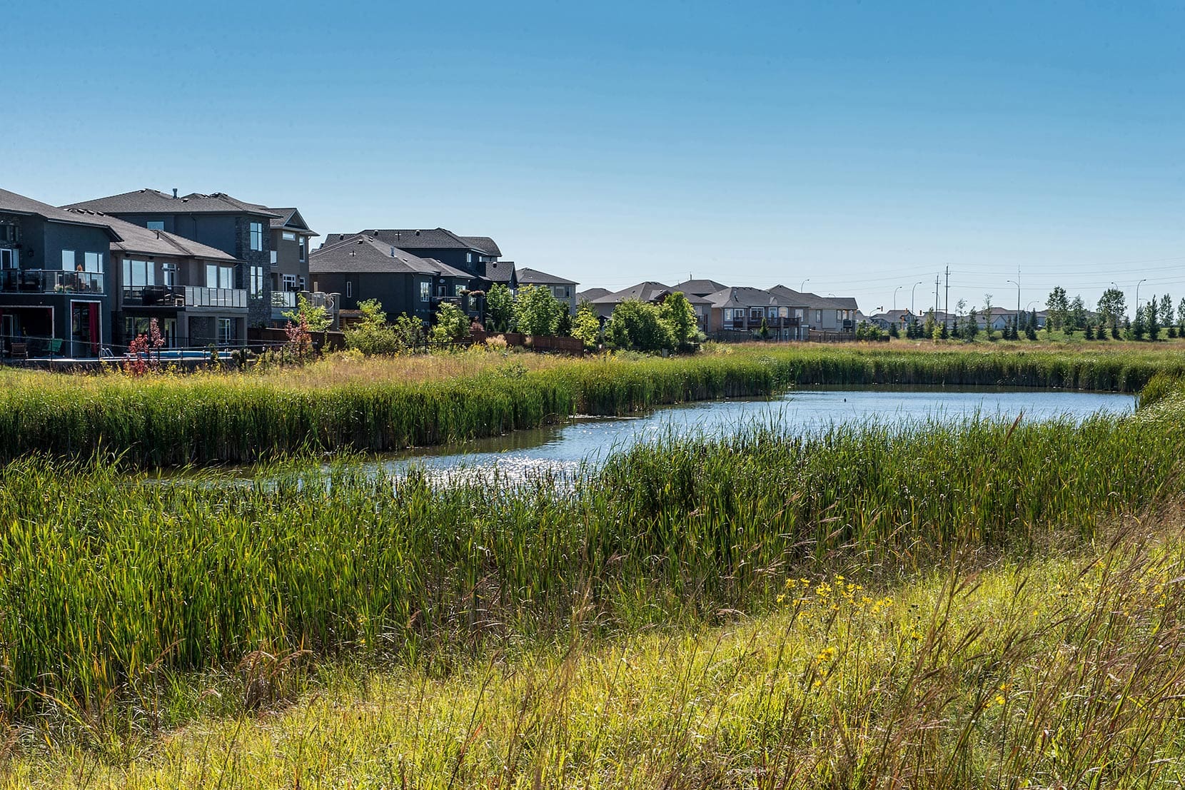 Wetland created with Native Plant Solutions expertise