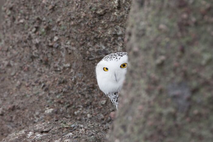 Snowy owl in Newfoundland.