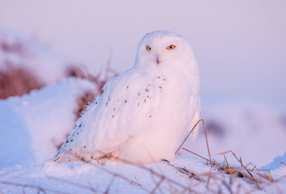 Snowy owl