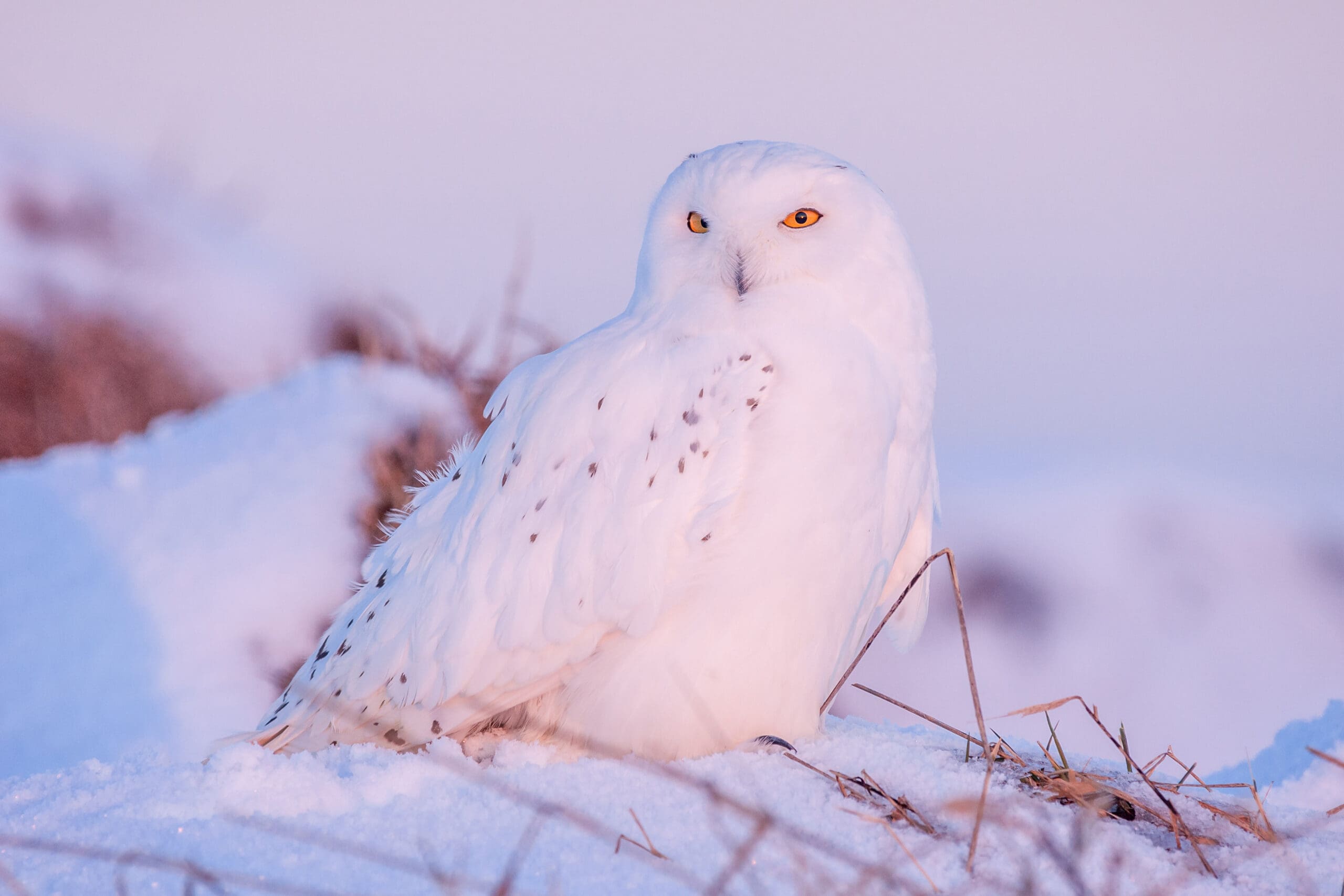 The snowy owl claims the 2026 Marsh Madness crown — Ducks