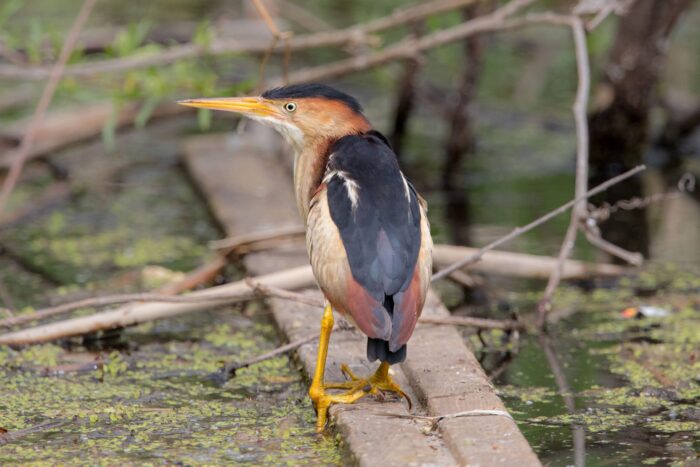 Least bittern, a threatened species in Ontario that relies on marshes like Big Creek.