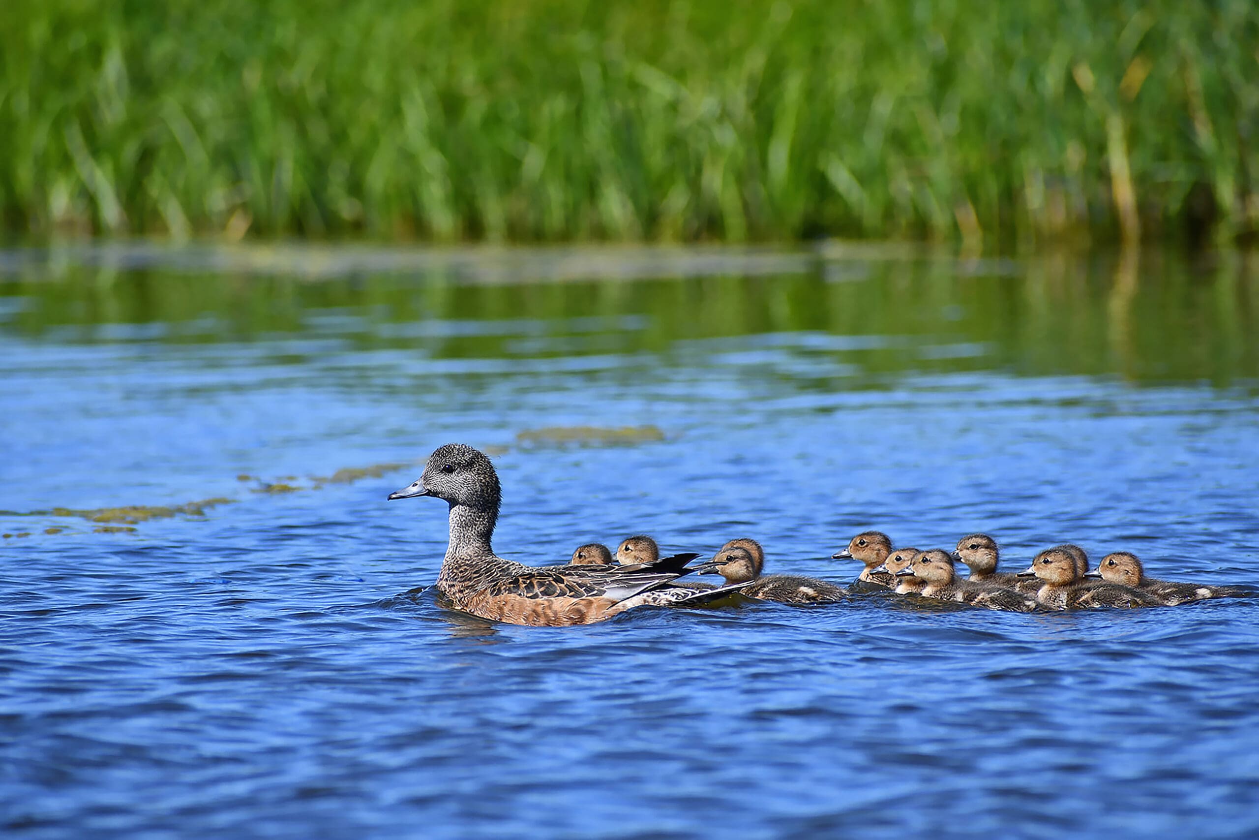 A family of wigeons in the water