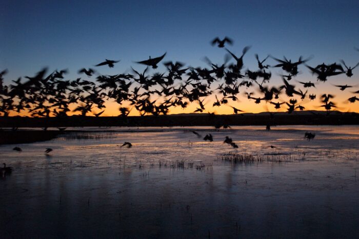A silhouetted flock.