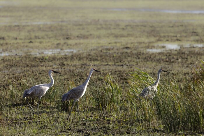 Sedge of sandhill cranes at Big Creek National Wildlife Area.