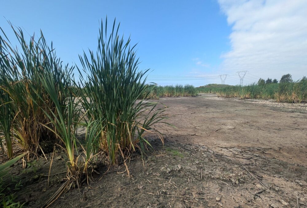 Spaces like this stand ready to absorb excess rainfall and snowmelt as it occurs, and can slowly release that water during the months where it is more needed. 