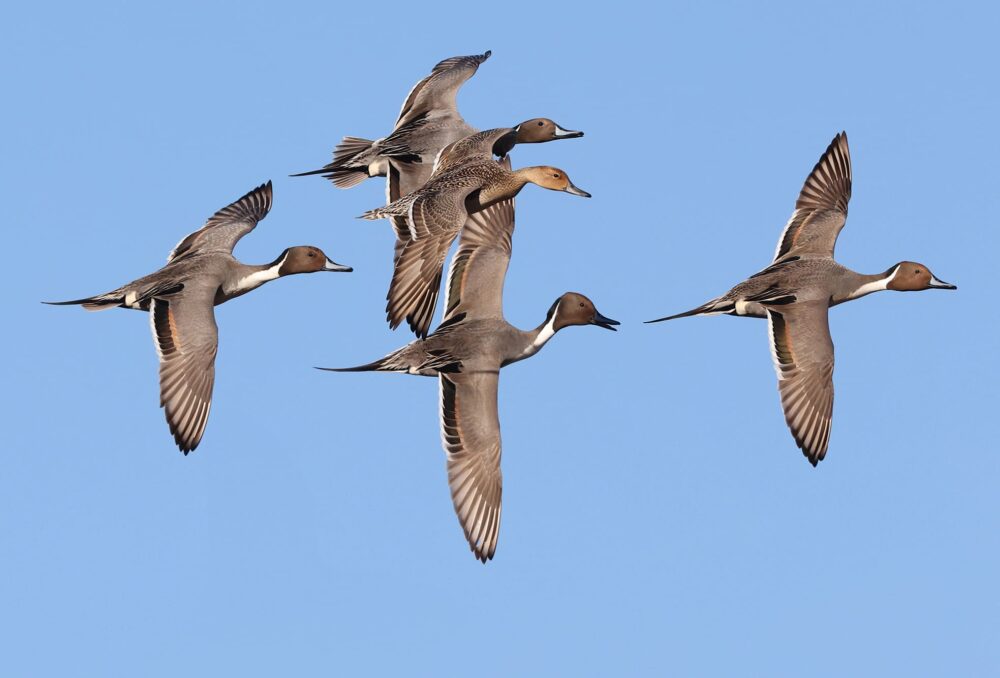 A group of pintails fly together.