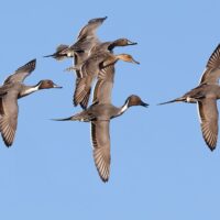How do ducks navigate long distances during migration?