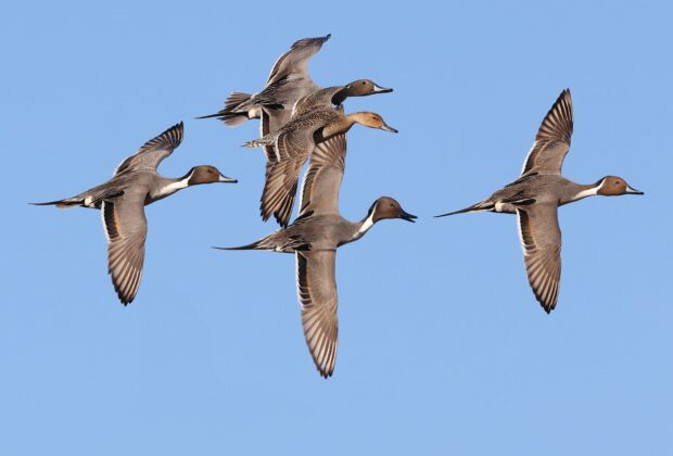 How do ducks navigate long distances during migration?