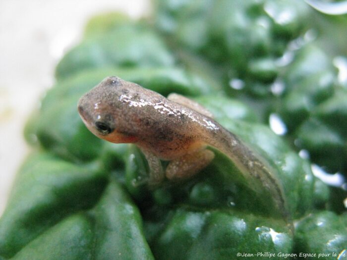 Chorus frog.