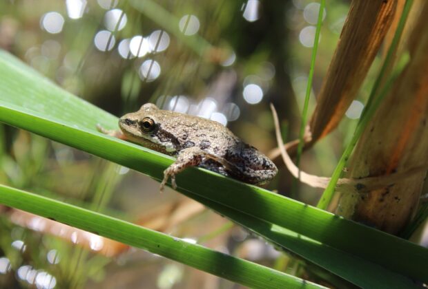 Wetland amphibians
