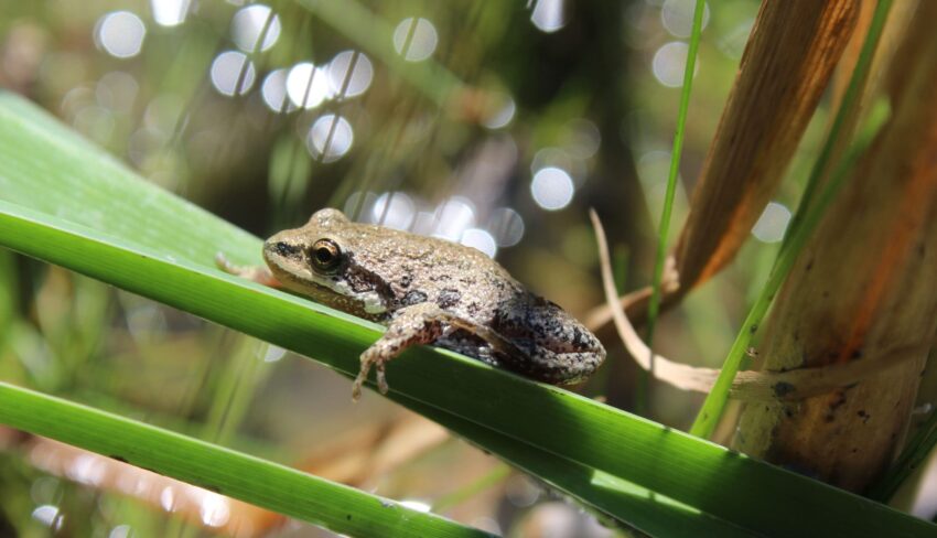 Wetland amphibians