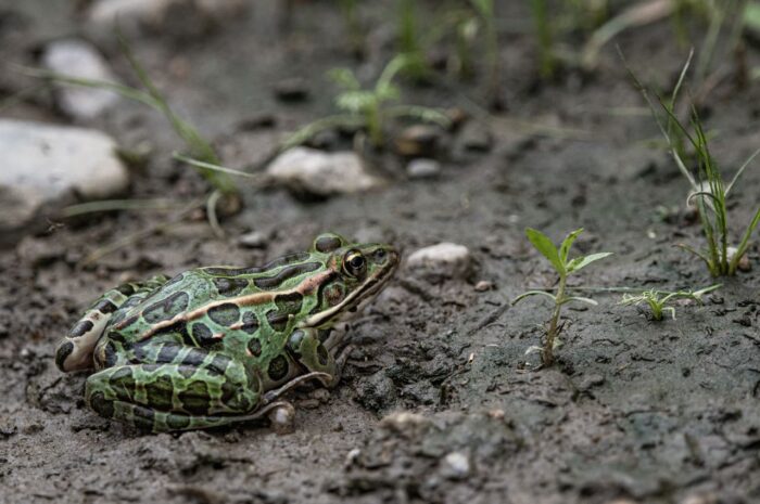 Leopard frog.