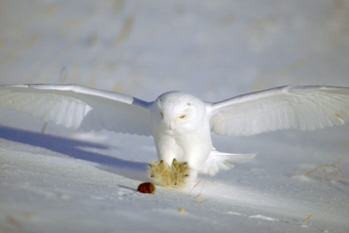 Snowy owl catching a rodent.