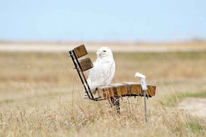 Owl on a bench at Oak Hammock Marsh.