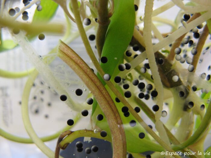 Chorus frog eggs.