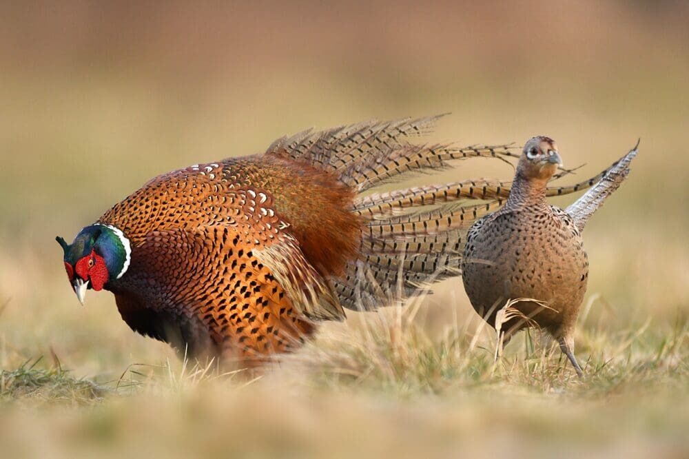 Ducks Unlimited Canada and Pheasants Forever Canada renew partnership to support Southern Alberta farmers