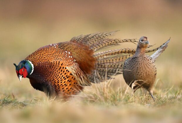 Ducks Unlimited Canada and Pheasants Forever Canada renew partnership to support Southern Alberta farmers