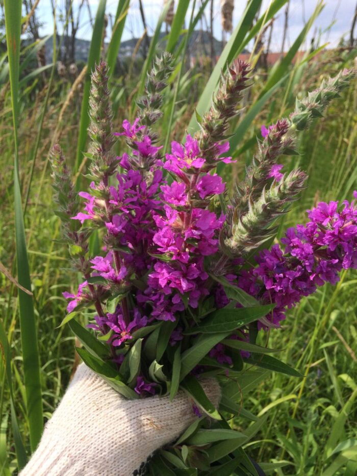 Pulled purple loosestrife.