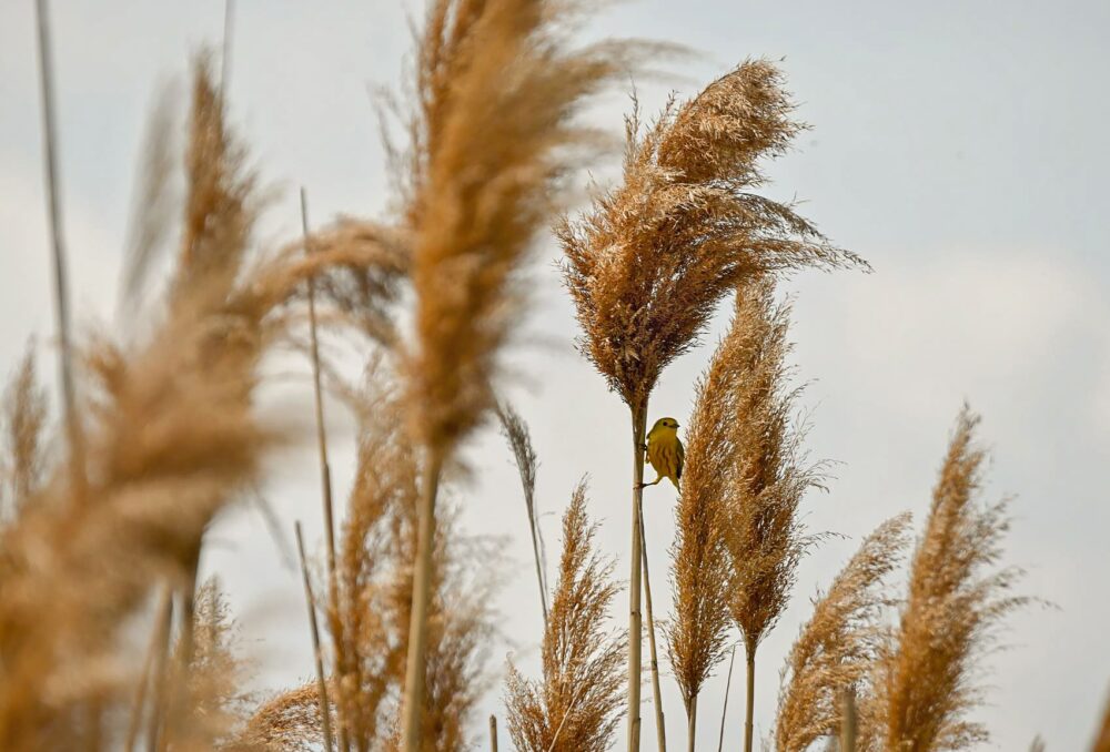 Yellow warbler perched in an invasive phragmites stand.