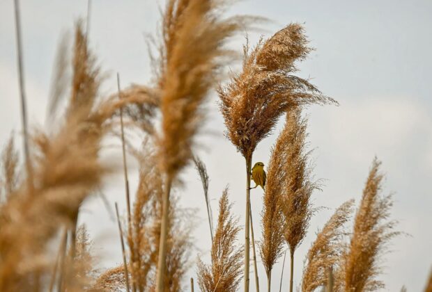 What you need to know about invasive species