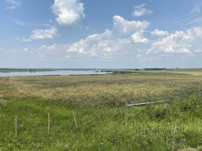 Forage field at DUC Lakusta project in Alberta.