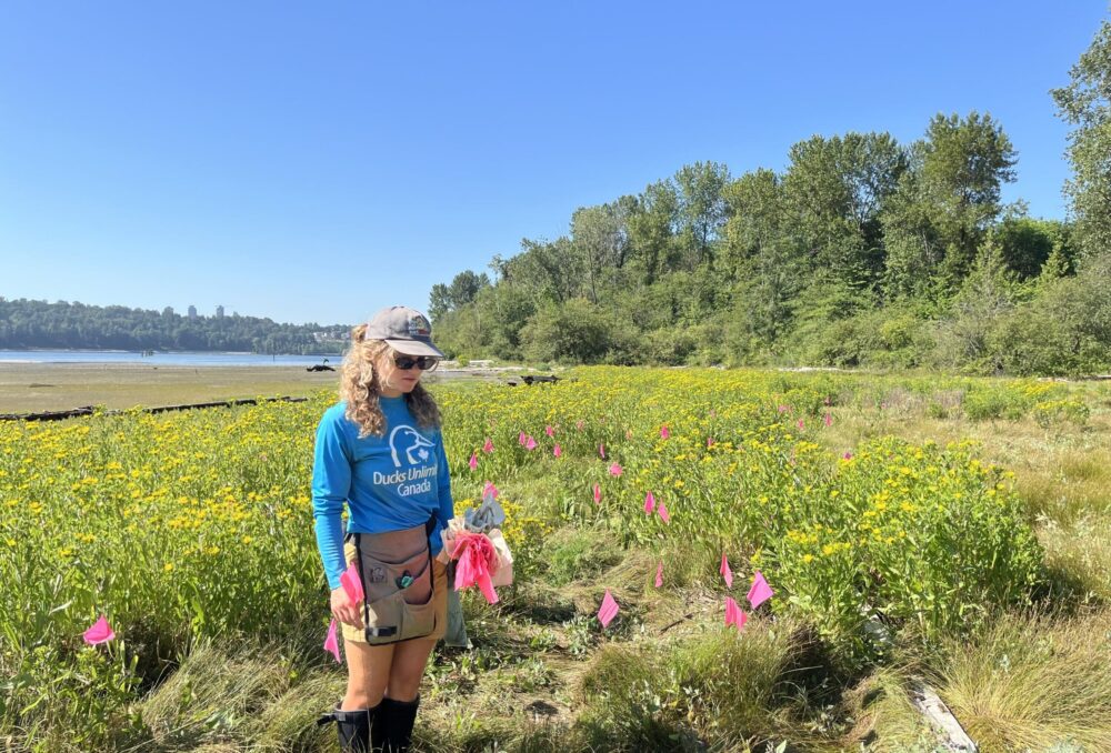 A British Columbia Conservation Foundation field crew member pauses while flagging Spartina for removal in 2025.