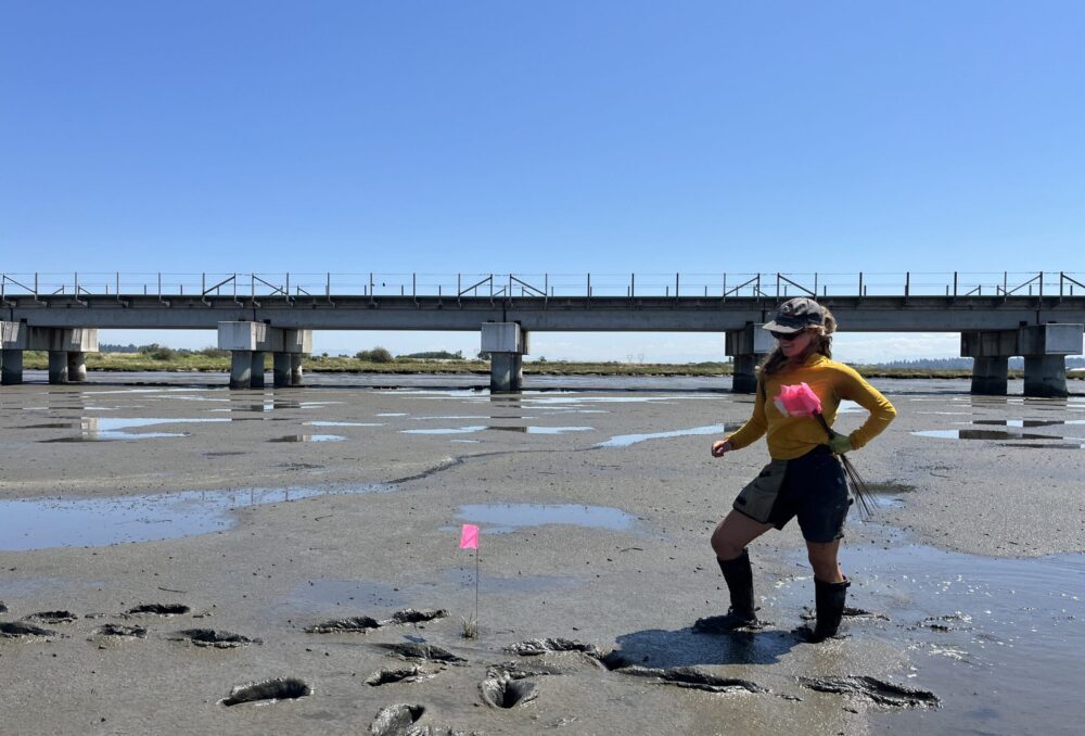 A British Columbia Conservation Foundation field crew member stands next to a single Spartina plant in one of British Columbia's coastal mudflats.