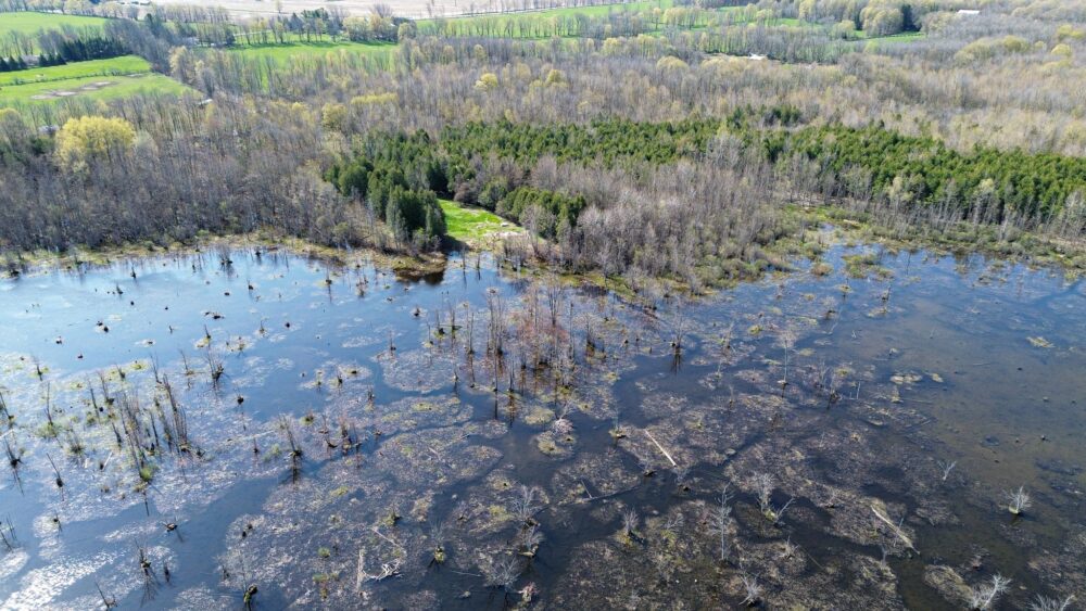 Escarpment Biosphere Conservancy and Ducks Unlimited Canada Expand Landmark Wetland Protection Near Owen Sound with New Benallen Nature Preserve Lands