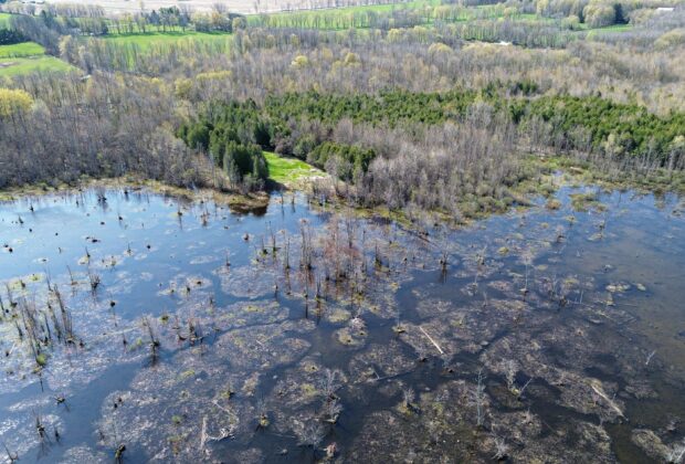 Escarpment Biosphere Conservancy and Ducks Unlimited Canada Expand Landmark Wetland Protection Near Owen Sound with New Benallen Nature Preserve Lands