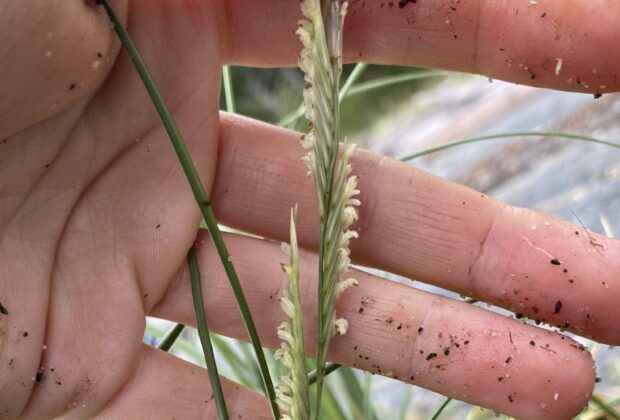 Invasive species Spartina densiflora nearing eradication on B.C.’s coast
