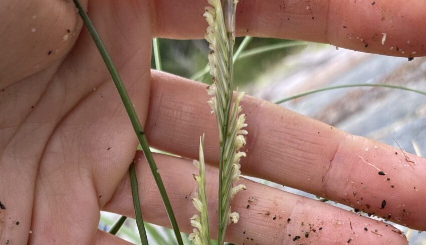 Invasive species Spartina densiflora nearing eradication on B.C.’s coast