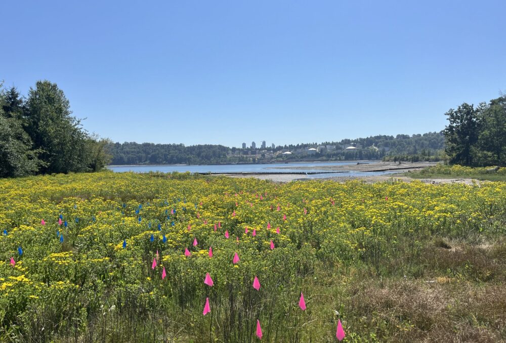 Marking flags show the locations of Spartina plants that need to be removed in Maplewood Flats in North Vancouver. 