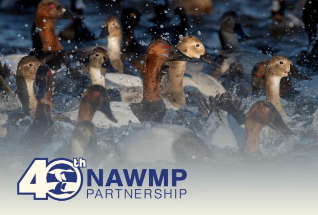 40 years of the North American Waterfowl Management Plan