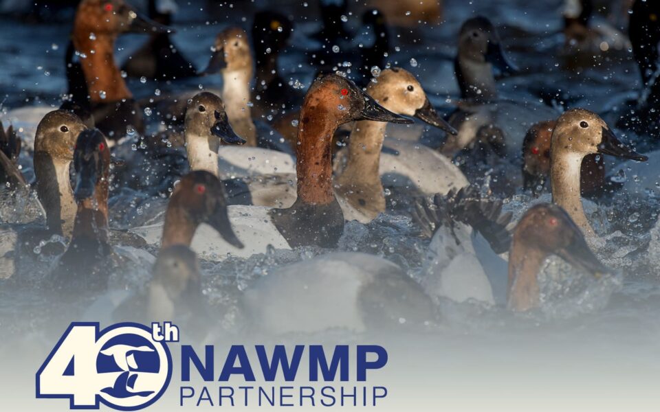 40 years of the North American Waterfowl Management Plan