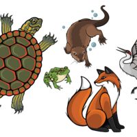 Drawn to nature: The work of artist Justine Proulx