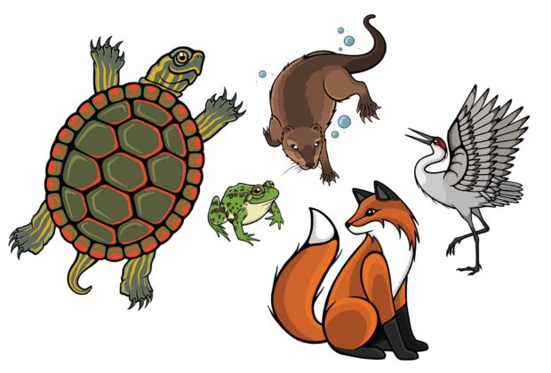 Drawn to nature: The work of artist Justine Proulx