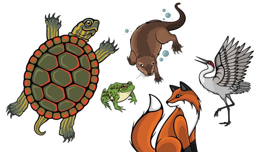 Drawn to nature: The work of artist Justine Proulx