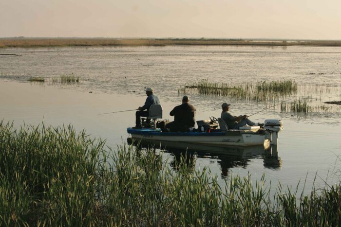 Three men fish in a marsh.