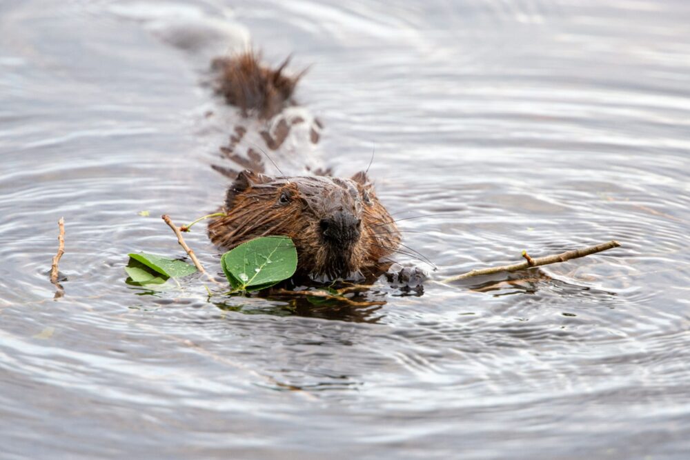 Inspired by Beavers, Ducks Unlimited Canada builds organization’s first Beaver Dam Analogue