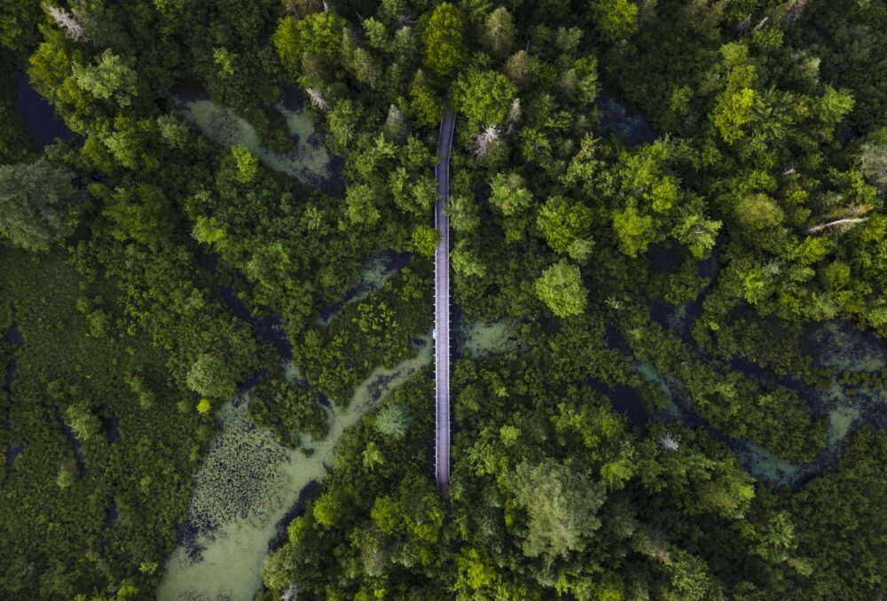 Aerial view of a wetland. 