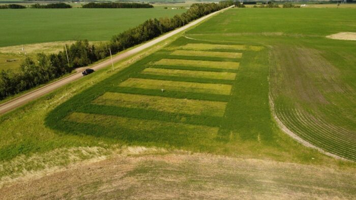 Forage trial site near Olds, Alta., examining the production of different forage varieties in wet/saline areas.