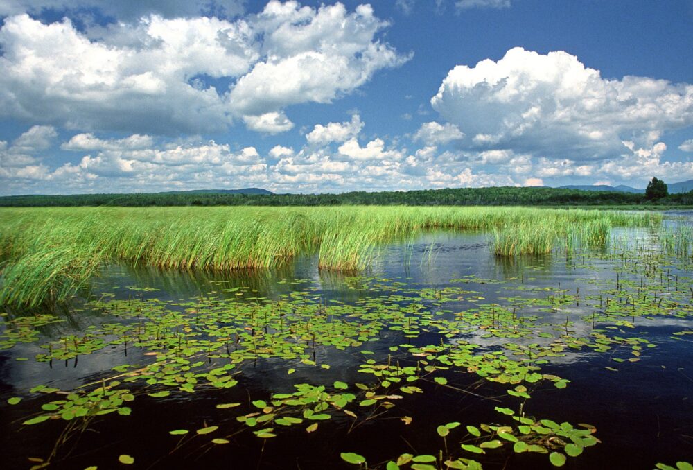 Wetland, Lac Megantic, Quebec.