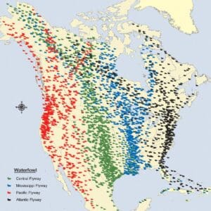 Infographic depicting migratory bird flyways in North America.