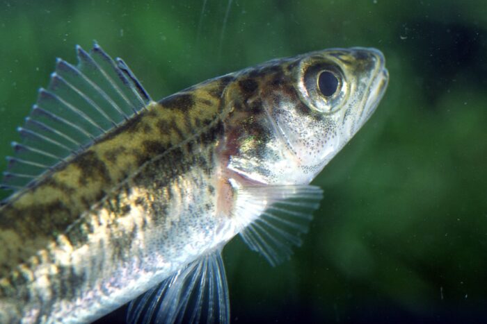 Walleye fingerling, swimming.
