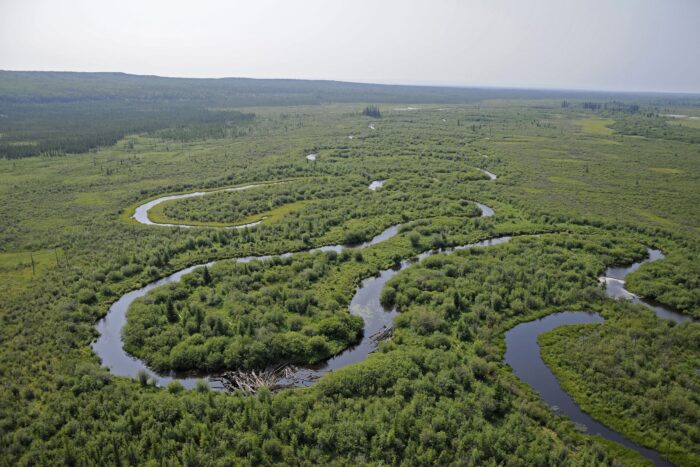 Meandering boreal stream.