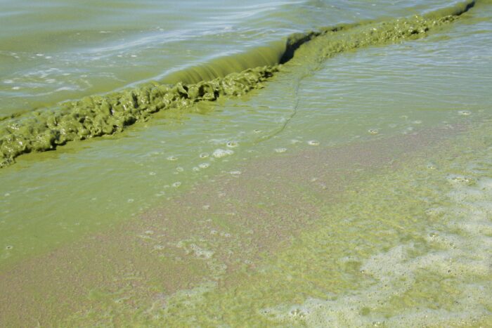 Algae bloom on Lake Winnipeg.