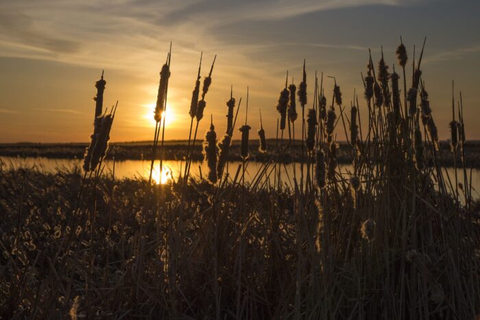 Prairie wetland at sunset.