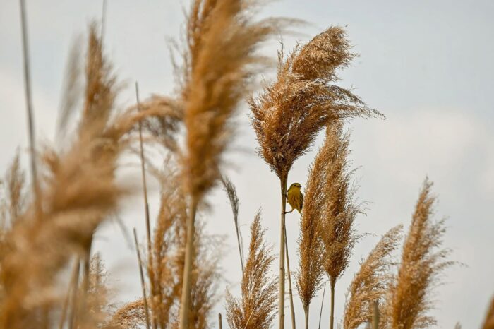 Yellow warbler perched in an invasive Phragmites stand.